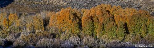 Orange Aspens Conway Pass