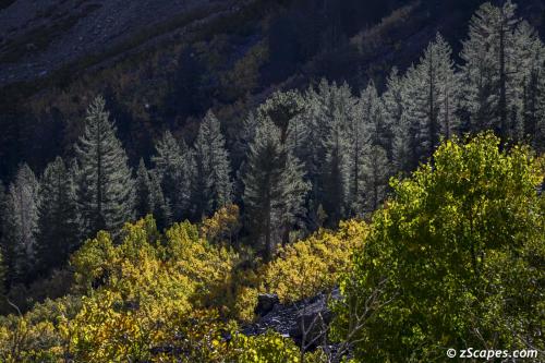 Backlite in Lundy Canyon