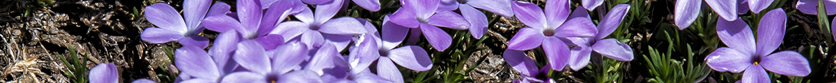 mega-bn-flowers-spreadingphlox-biglake-emw1908-1648