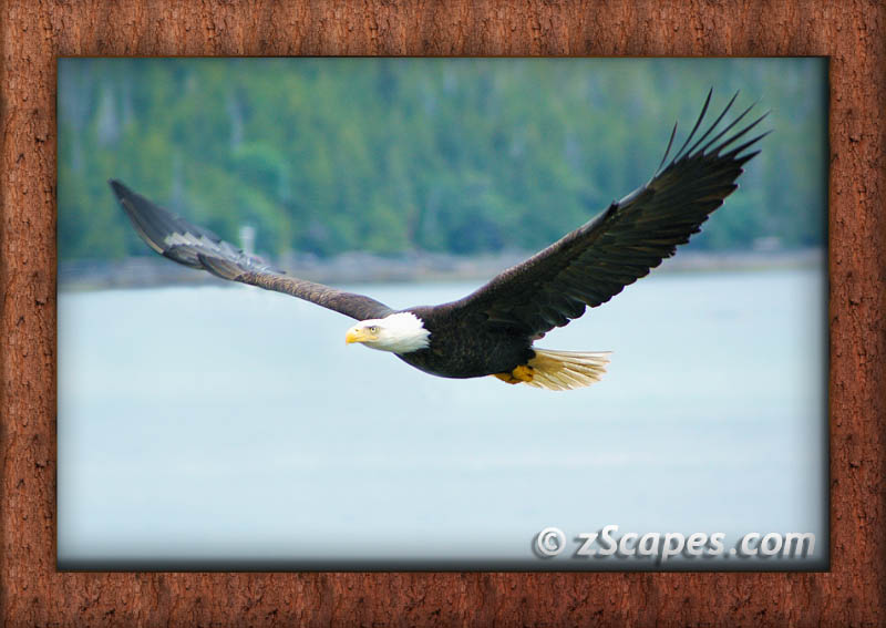 frame-birds-baldeagle-ypr05