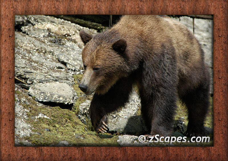 frame-mammals-grizzly-ypr05