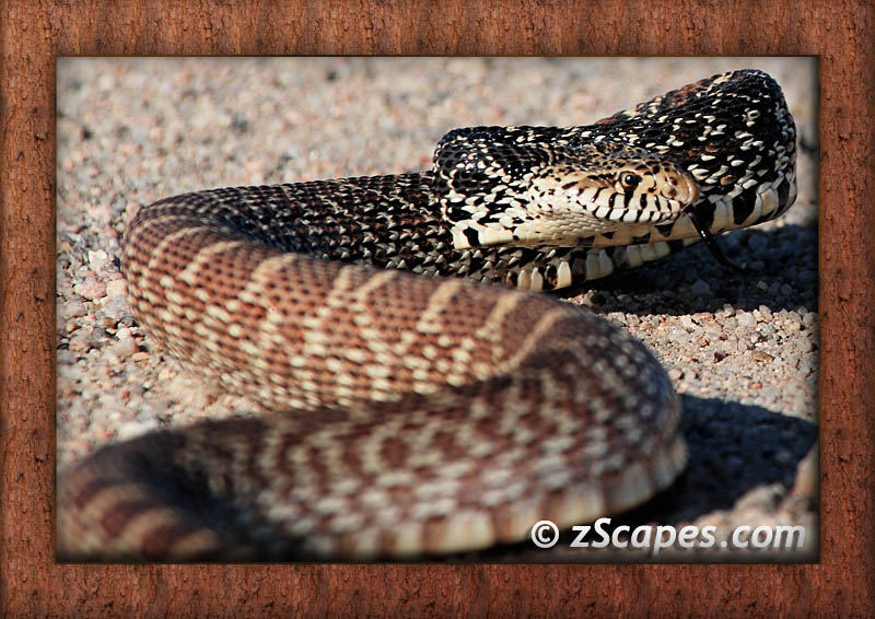frame-crawly-kanasgophersnake-pks08