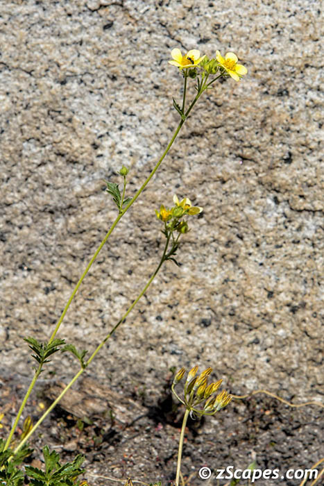 Stacks Image 7279