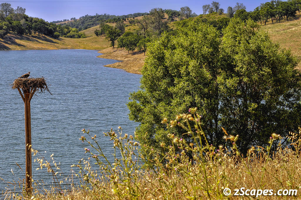 Sierra Foothills 2011