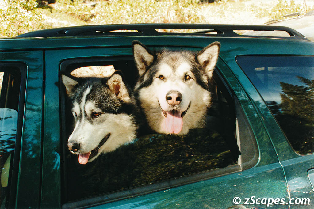 Pups @ Kennedy Meadows 2000