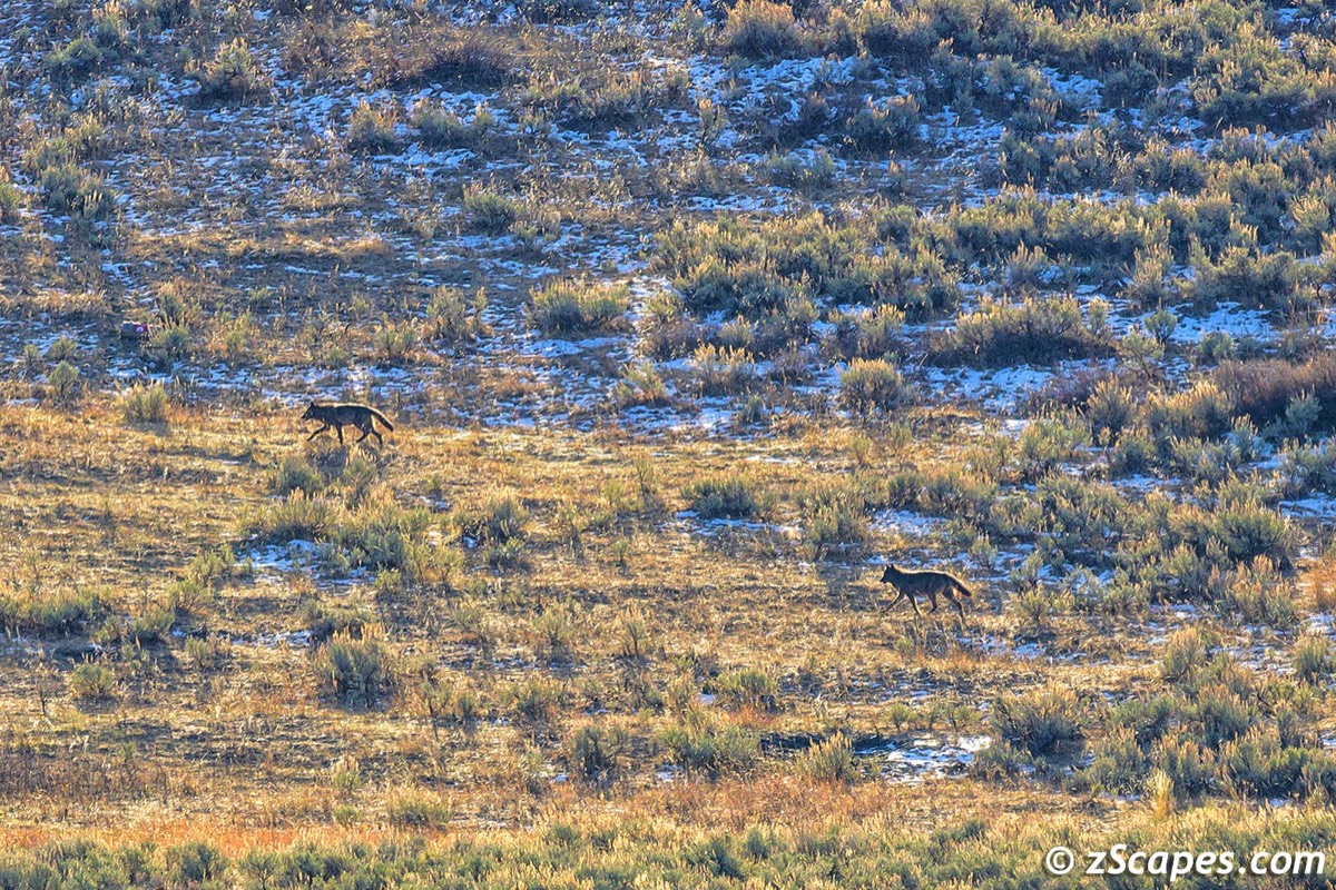 Yellowstone Autumn 2023