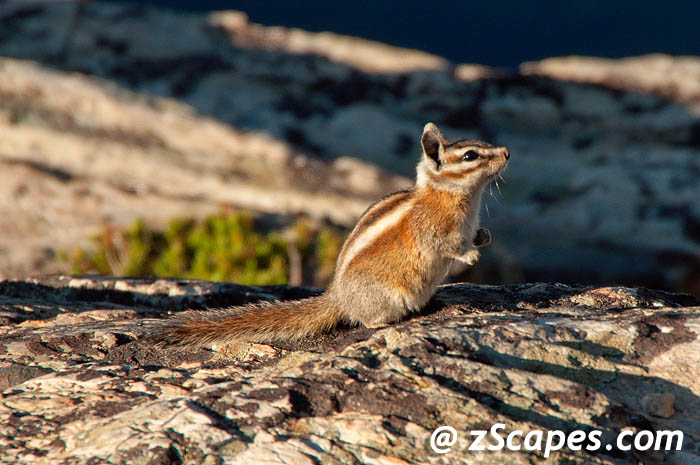 alpinechipmunk-aaw11