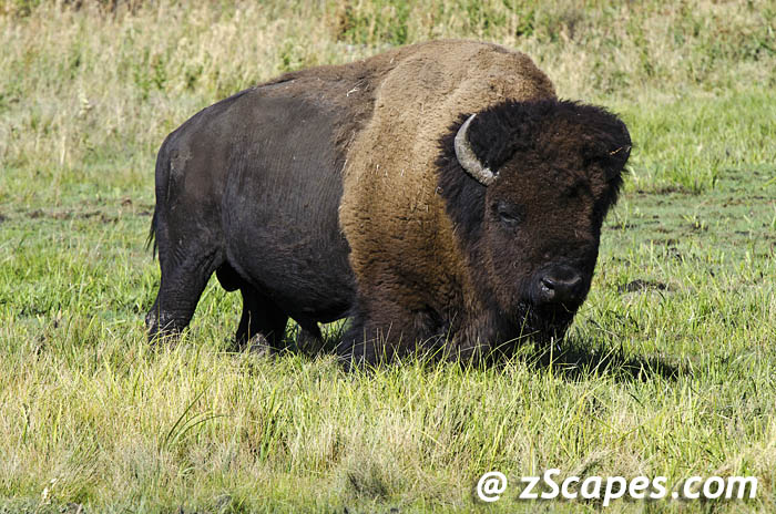 bison-male-ysp12