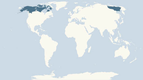 articgroundsquirrel-range