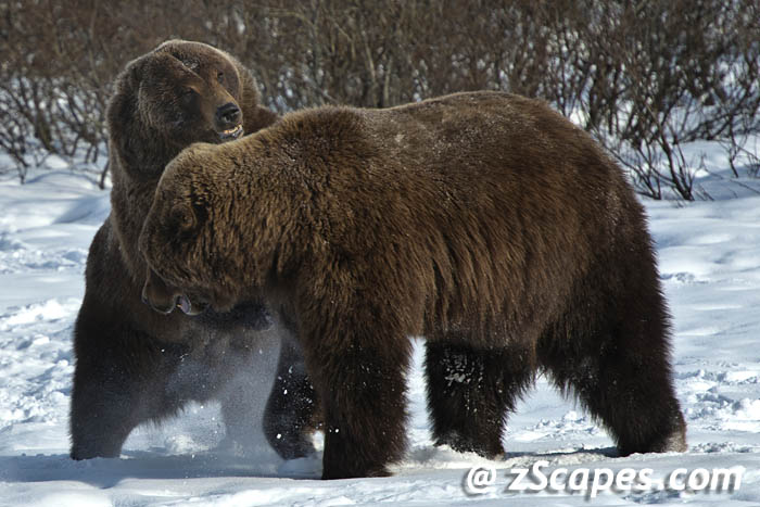 grizzly-playhugonjb-anc13