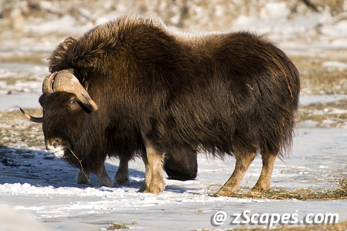 muskoxen-male-anc13