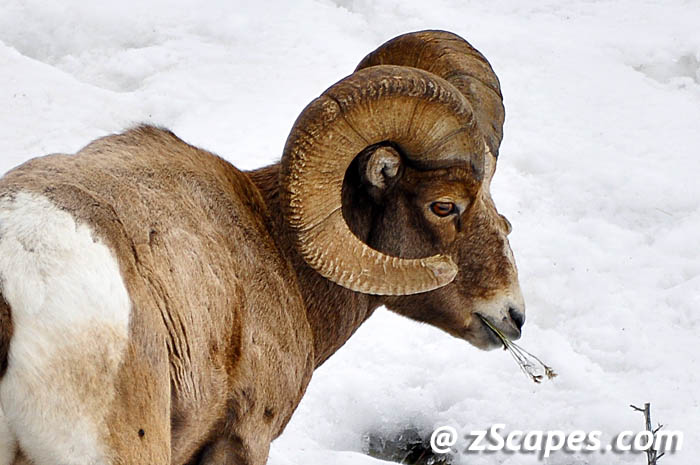 bighornsheep-head-ysp11