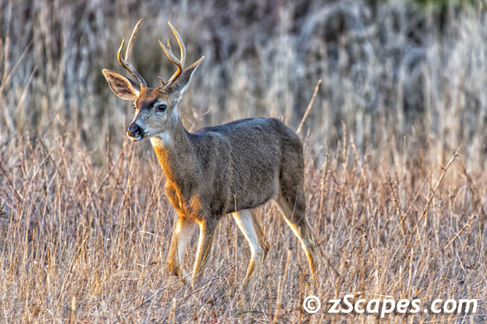 blacktaildeer-buck.side-hmb20