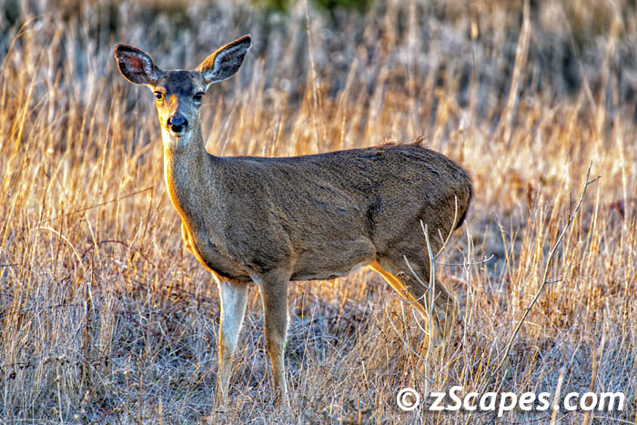 blacktaildeer-doe.side-hmb20
