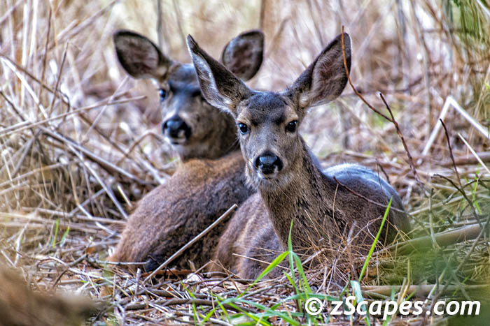 blacktaildeer-doe.side-hmb20