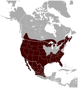 bobcat-range