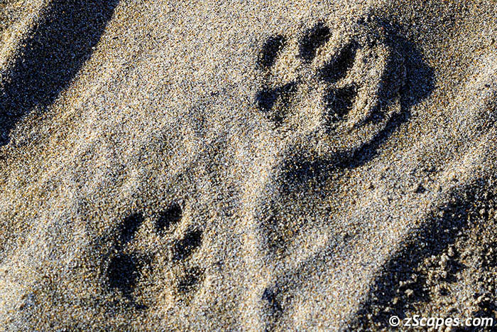 bobcat-sandtracks-anv24