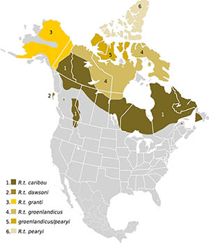 caribou-range