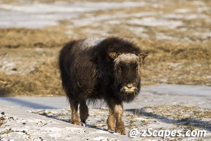 muskoxen-charlie-anc1301-3578