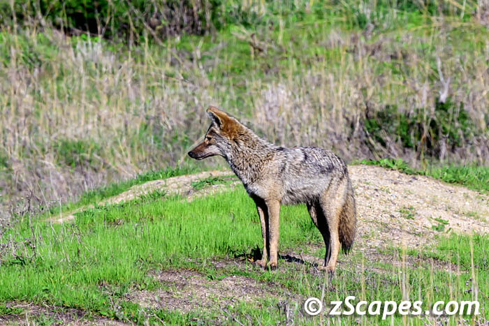 coyote-pose-hmb24