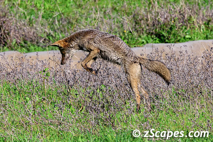 coyote-pounce-hmb24