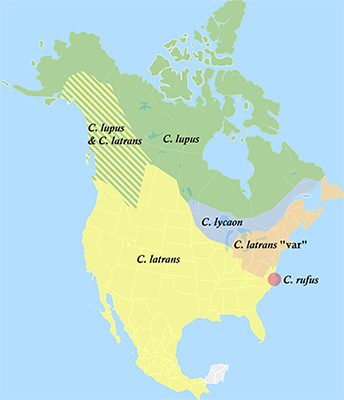 coyote-range