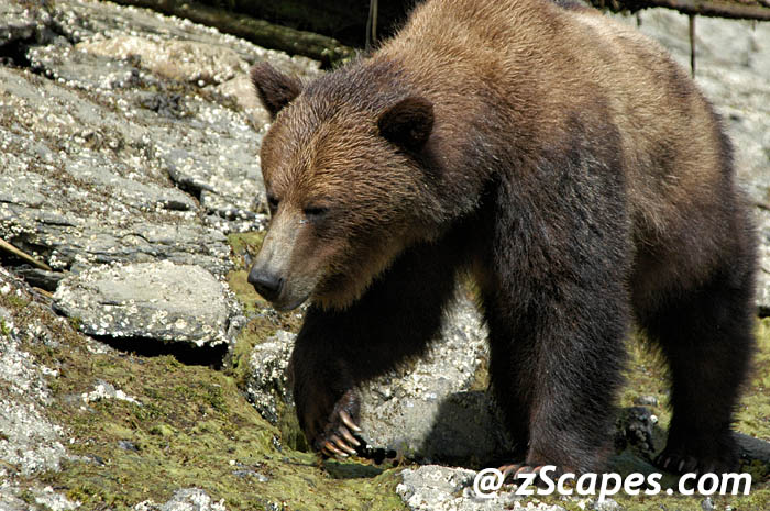 grizzly-femaleclaws-ypr05