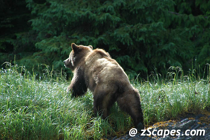 grizzly-fembackglow-ypr05
