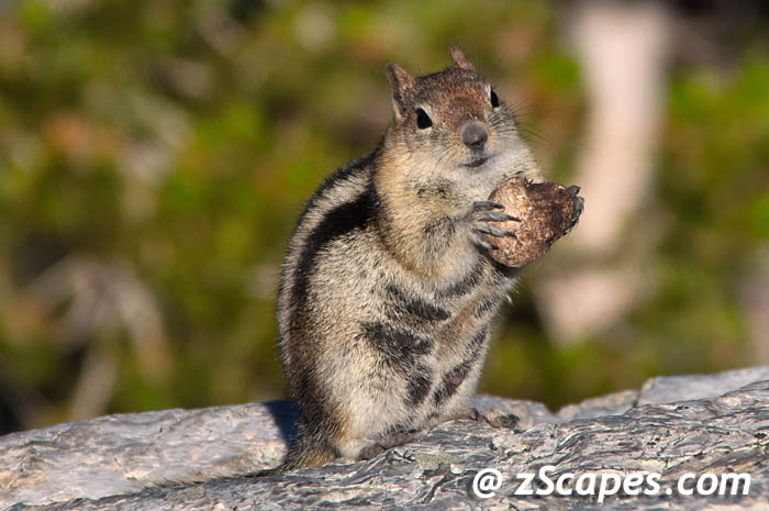 gldmantlegrdsquirrel-aaw11