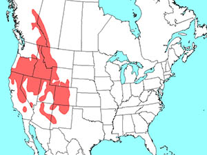 gldmantlesquirrel-range
