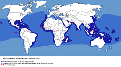 greenseaturtle-map