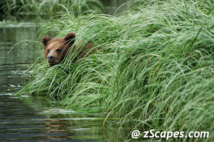 grizzly-cubpoke-ypr050