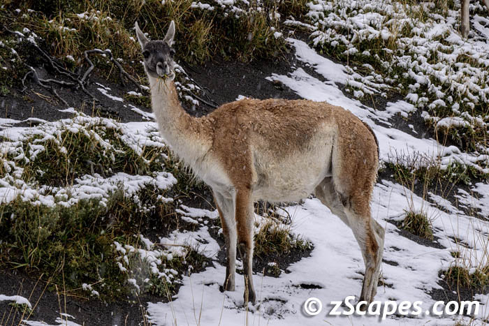 guanaco.traks-tdp24