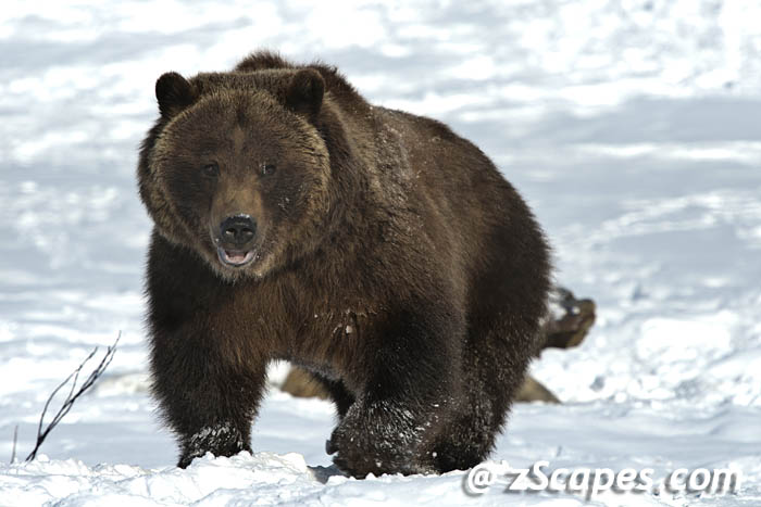grizzly-hugo-anc13