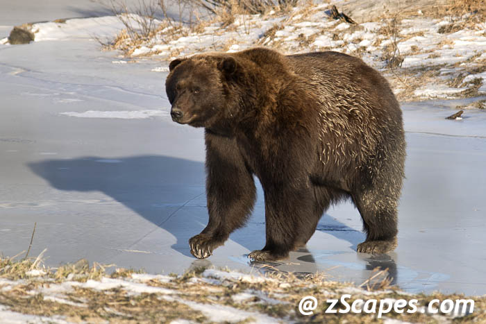 grizzly-joeboxer-anc13