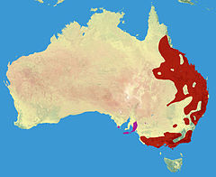 Koala Range Map