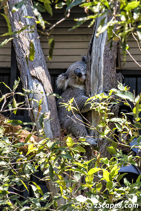 Koala 2019