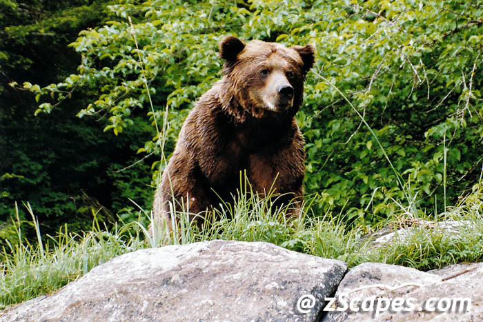 grizzly-male-ypr04