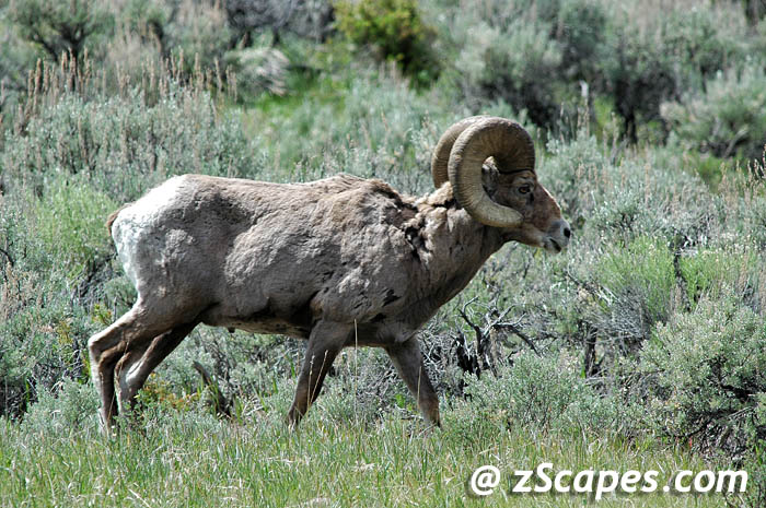 bighornsheep-male-ysp07