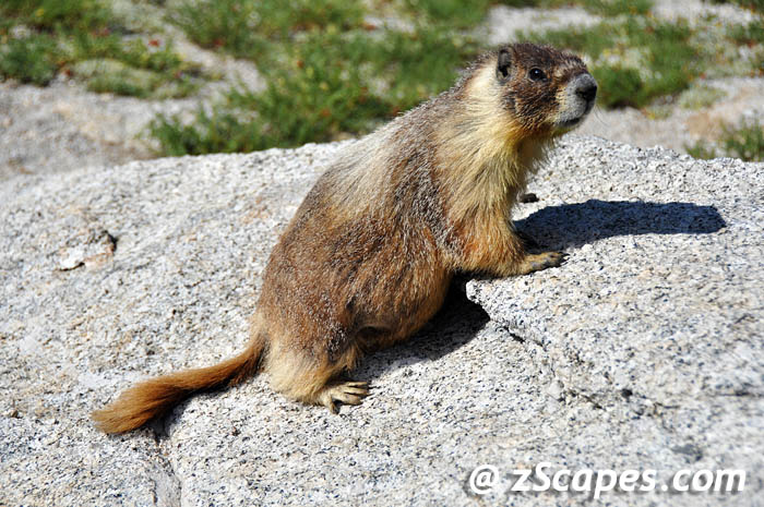 marmot-profile-ynp10