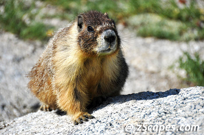 marmot-footfwd-ynp10