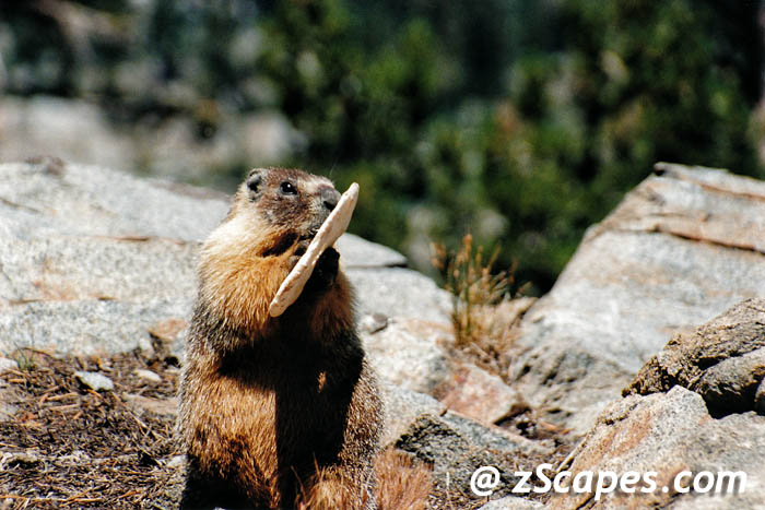 marmot-thief-ynp00