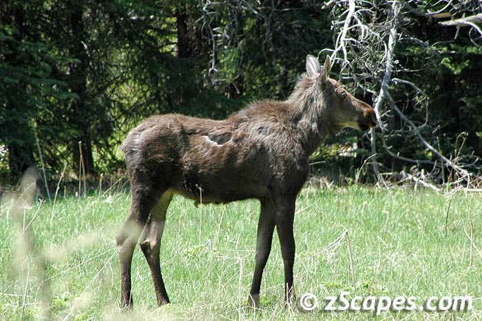 moose-calfstand-ysp07