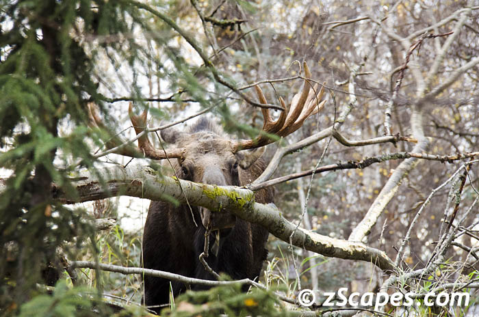 moose-calfstand-ysp07