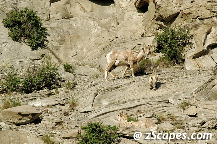 bighornsheep-fmnfawn-ysp07