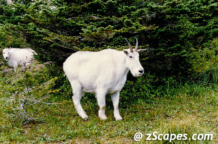 mountaingoat-gnp93