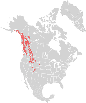mountaingoat-range