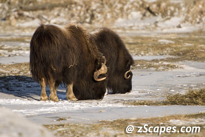 muskoxen-grazing2-anc13