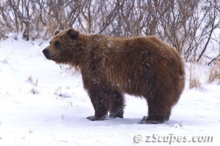 grizzly-patron-anc13