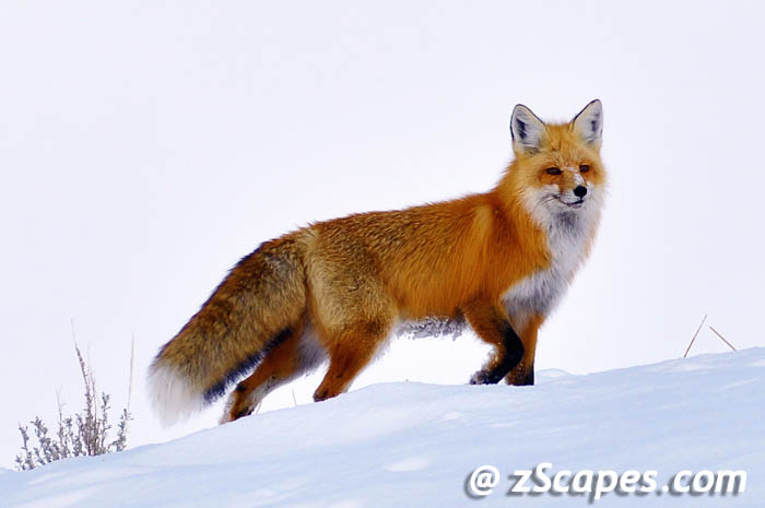 redfox-ysp11